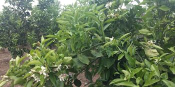 El uso de Impulse en la Brotación de los Naranjos