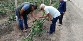 Life visita a productores en Perú para comprobar los resultados de la utilización de los bioestimulantes naturales.